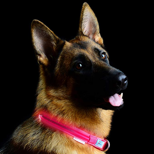 Light Up Pet Collar